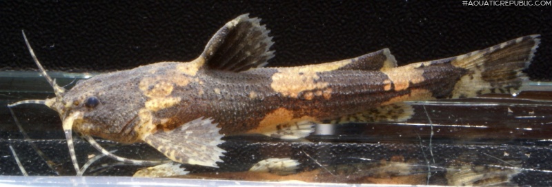 Akysis fontaneus