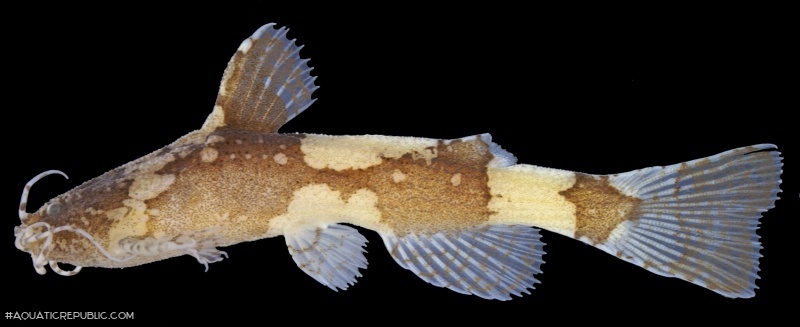 Akysis heterurus