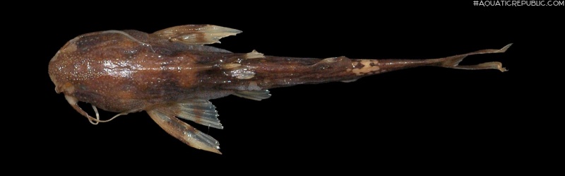 Pseudobagarius meridionalis