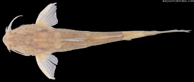 Pseudobagarius similis