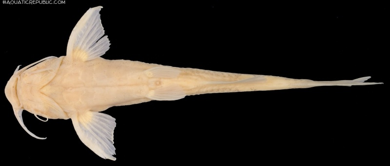 Pseudobagarius similis