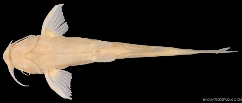 Pseudobagarius similis