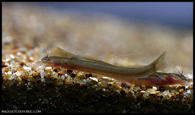 Amblyceps laticeps