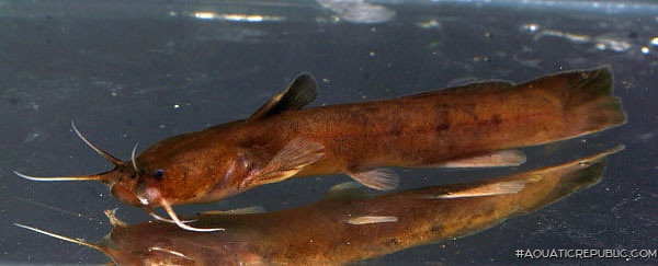 Xiurenbagrus xiurenensis