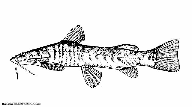 Amphilius kivuensis