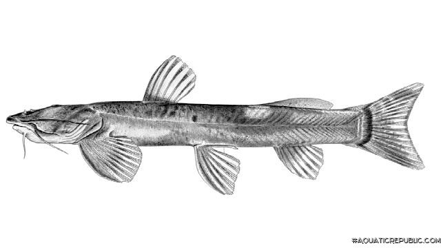 Amphilius lentiginosus