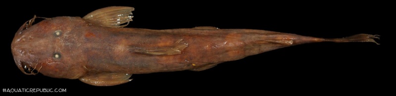Amphilius longirostris
