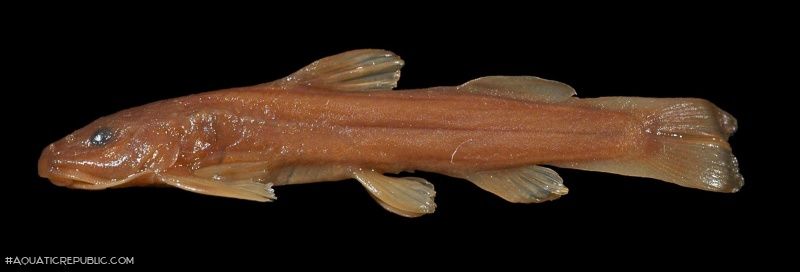 Amphilius natalensis