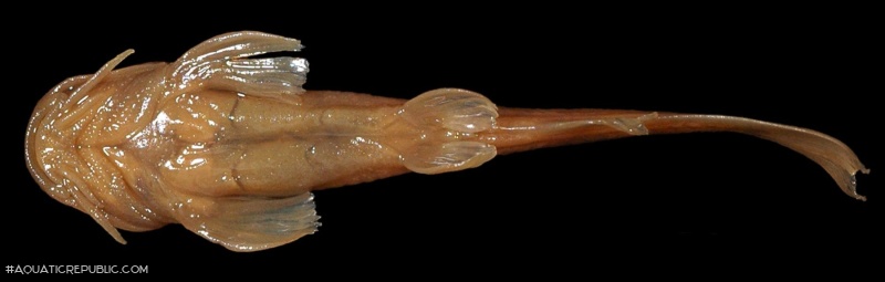 Amphilius natalensis