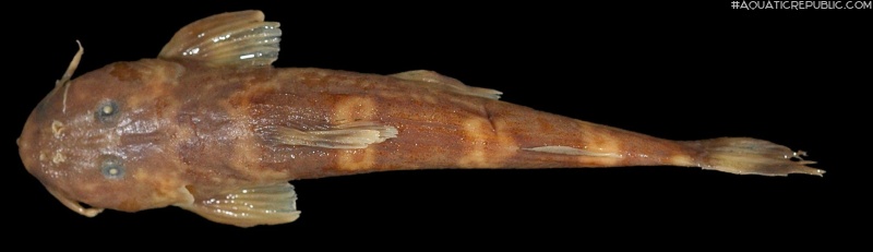Amphilius opisthophthalmus