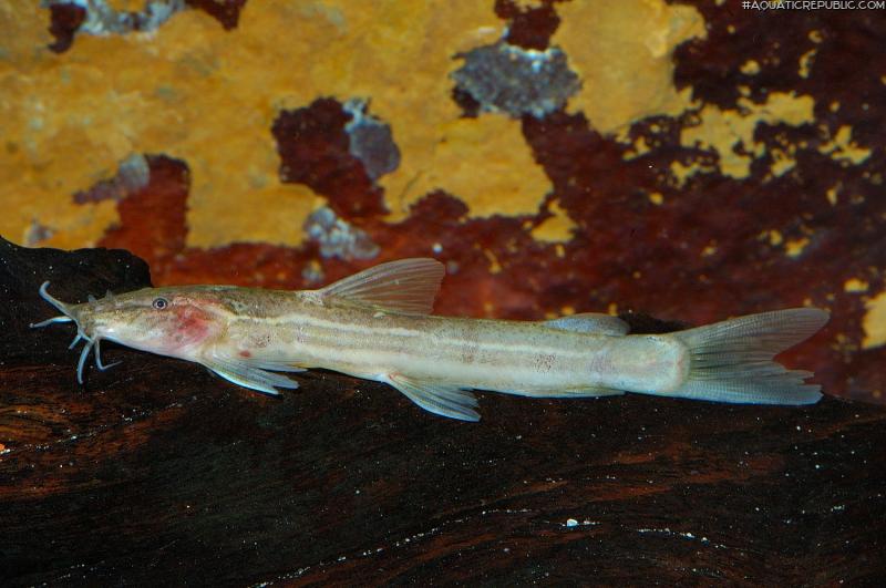 Amphilius platychir