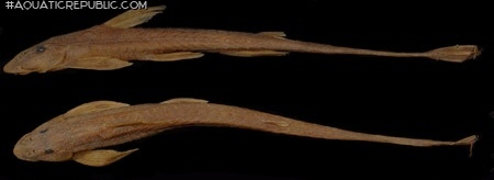 Belonoglanis tenuis
