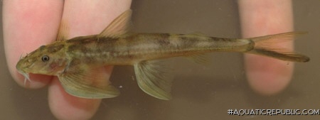 Congoglanis alula