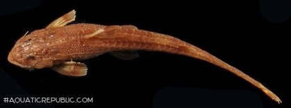 Trachyglanis ineac