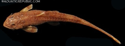 Trachyglanis ineac