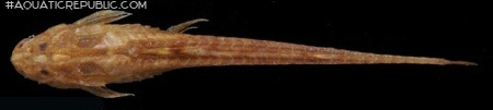 Trachyglanis sanghensis