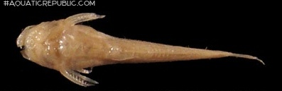 Zaireichthys mandevillei