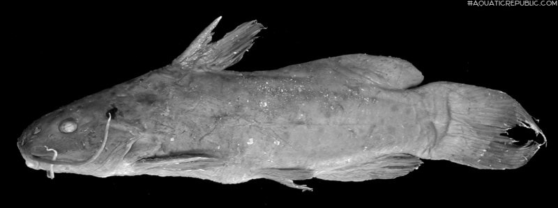 Ancharius fuscus