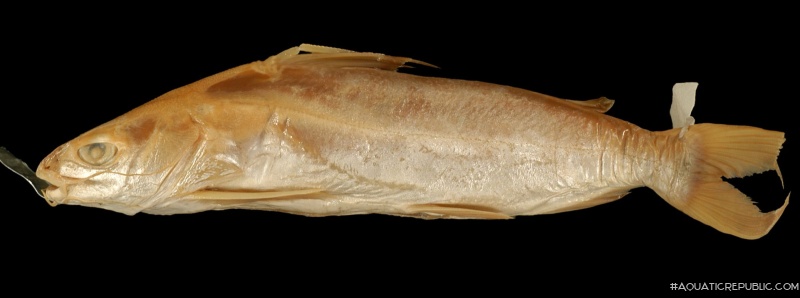 Netuma bilineata