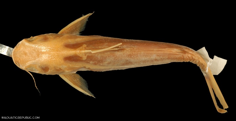 Netuma bilineata