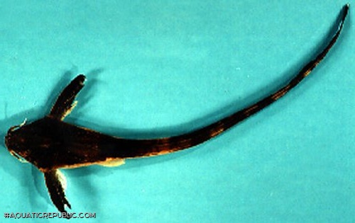 Aspredinichthys filamentosus