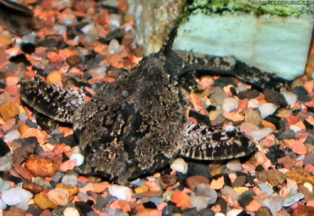 Bunocephalus coracoideus