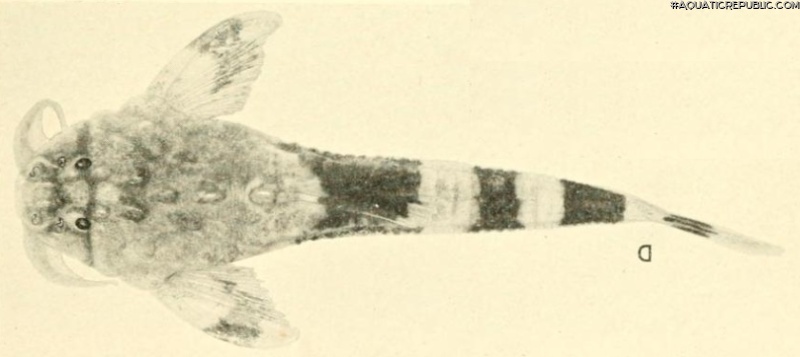 Dupouyichthys sapito