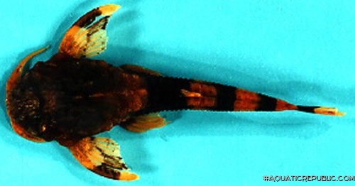 Dupouyichthys sapito