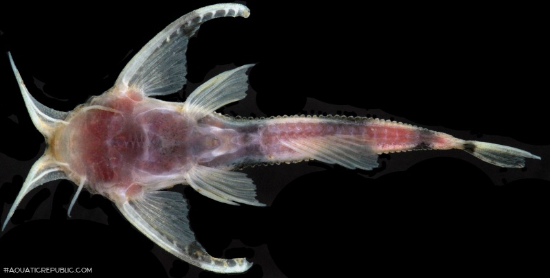 Ernstichthys megistus