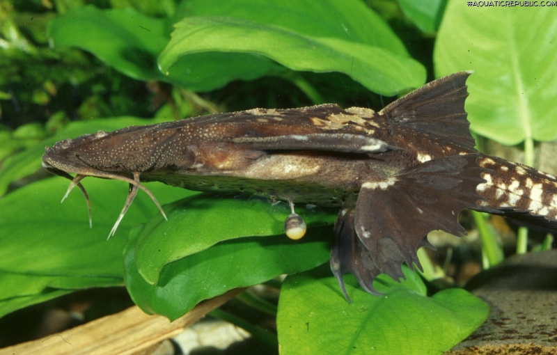 Platystacus cotylephorus