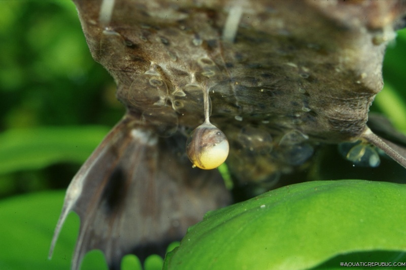 Platystacus cotylephorus