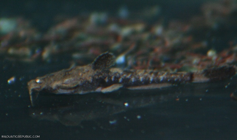 Pseudobunocephalus quadriradiatus