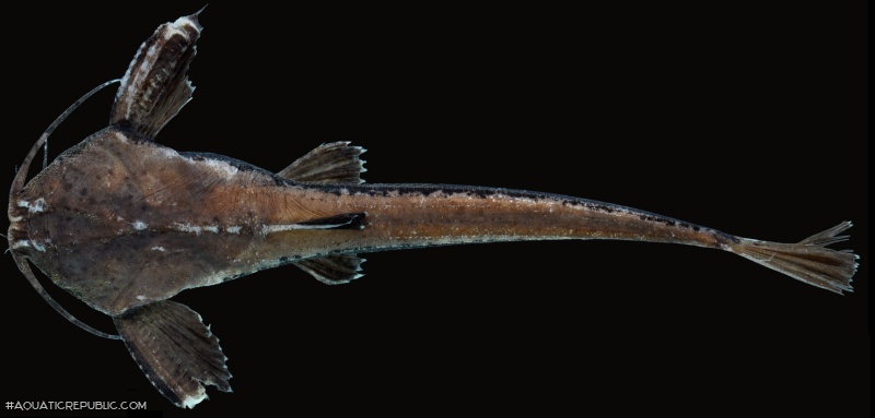 Pterobunocephalus depressus