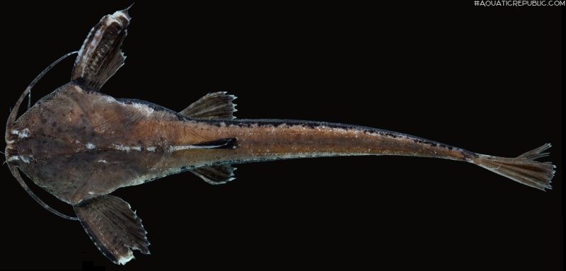 Pterobunocephalus depressus