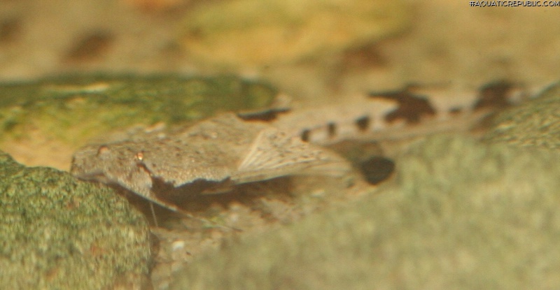 Pterobunocephalus dolichurus