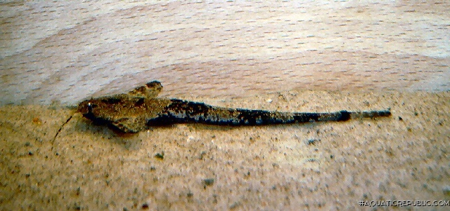 Pterobunocephalus dolichurus