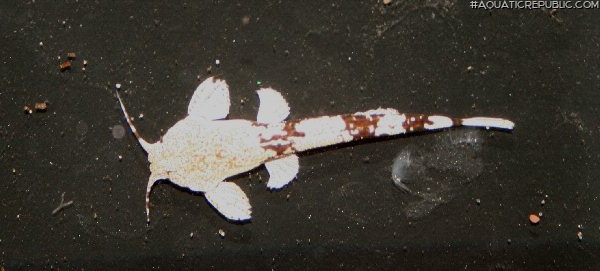 Pterobunocephalus dolichurus