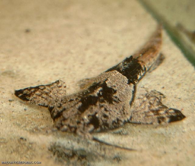 Pterobunocephalus dolichurus