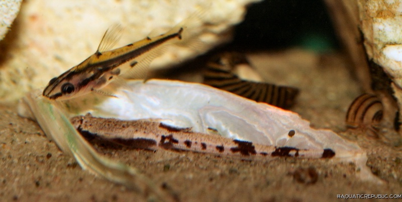 Pterobunocephalus dolichurus