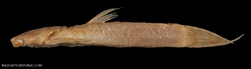 Astroblepus boulengeri