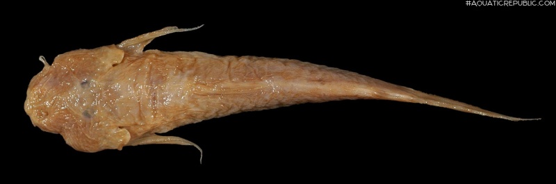 Astroblepus boulengeri