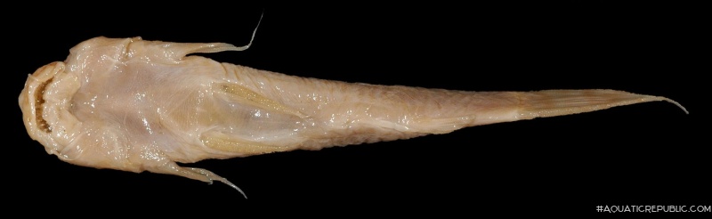 Astroblepus boulengeri