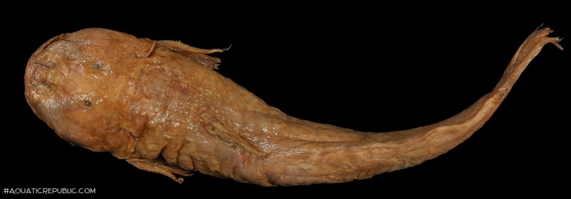 Astroblepus brachycephalus