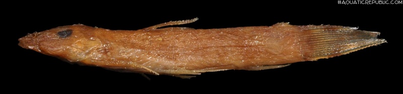 Astroblepus cirratus