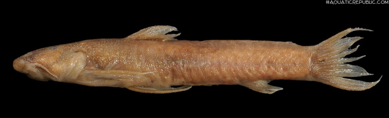 Astroblepus eigenmanni