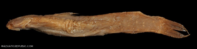 Astroblepus fissidens