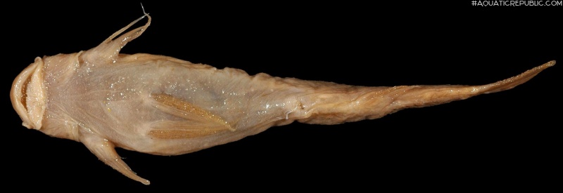 Astroblepus fissidens