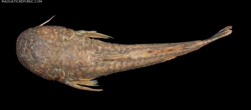 Astroblepus guentheri