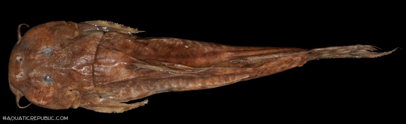 Astroblepus heterodon