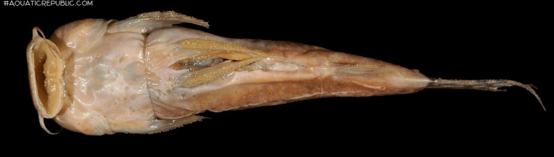 Astroblepus heterodon